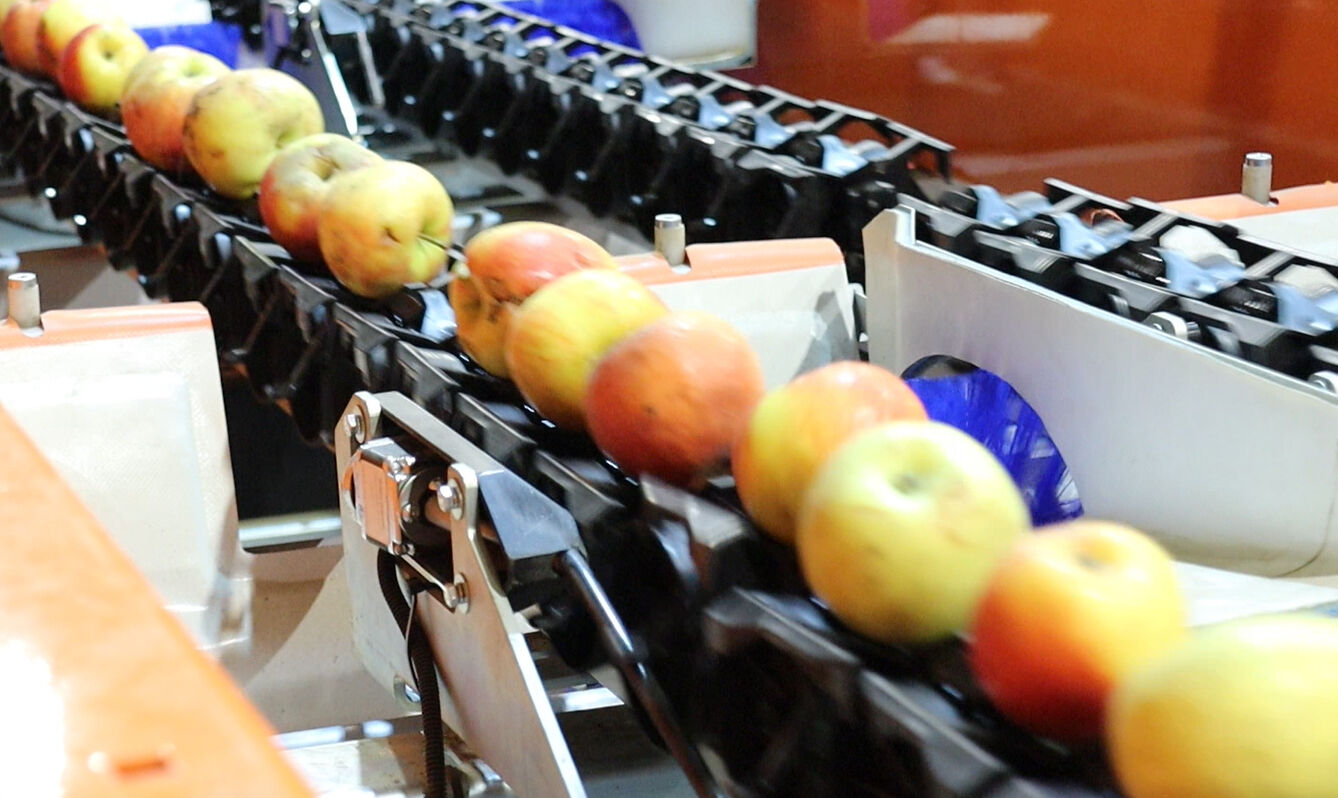 Оптический сортировщик фруктов: яблок, апельсинов, мандаринов, лимонов, киви, авокадо, гранатов, груш, персиков, помидор