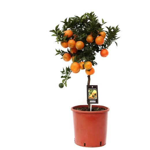 Цитрус мандарин на штамбе Citrus mandarin on stem 85/22