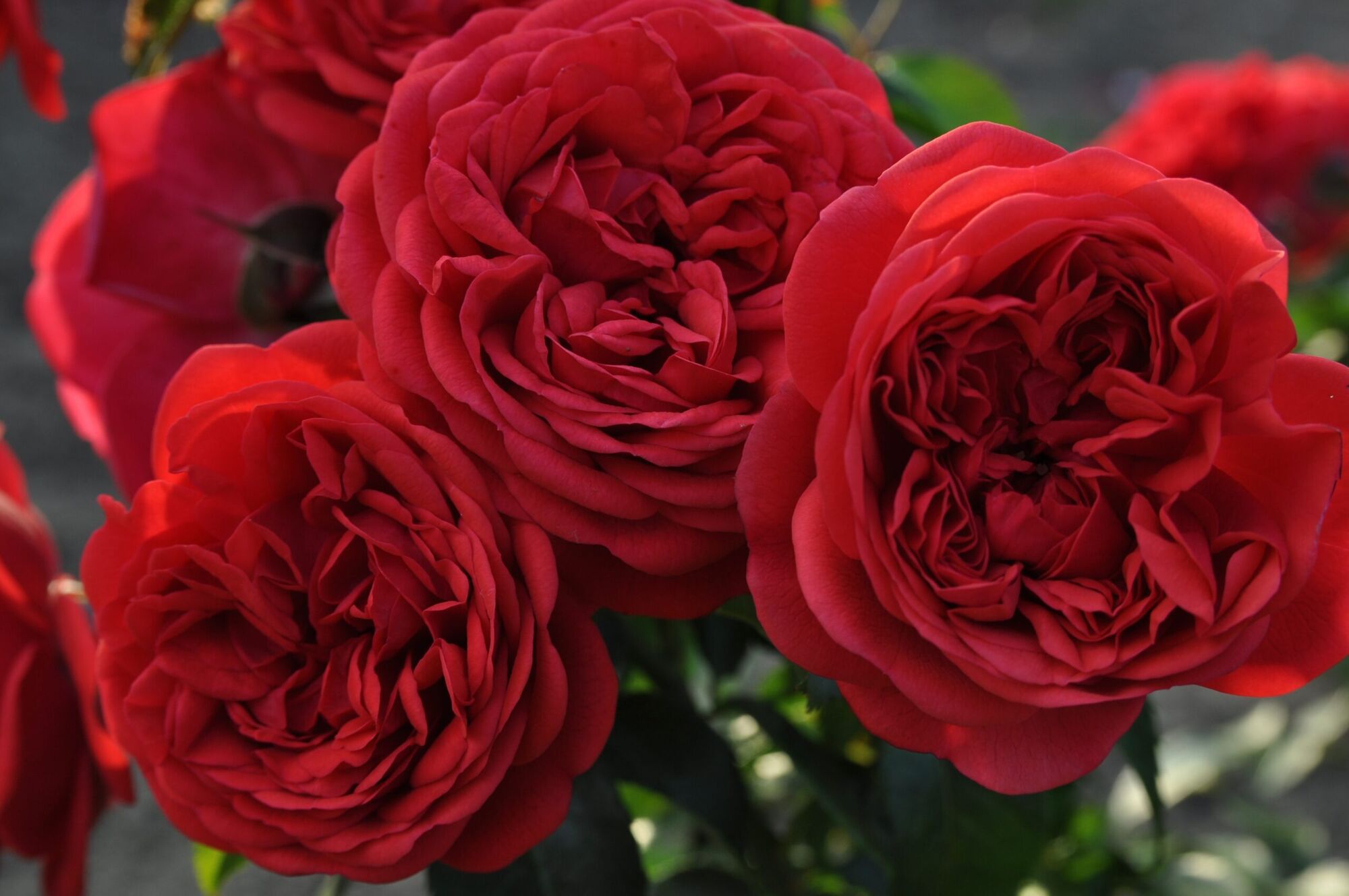 Роза Аут Оф Розенхайм (Rosa Out of Rosenheim) 10л, цена в