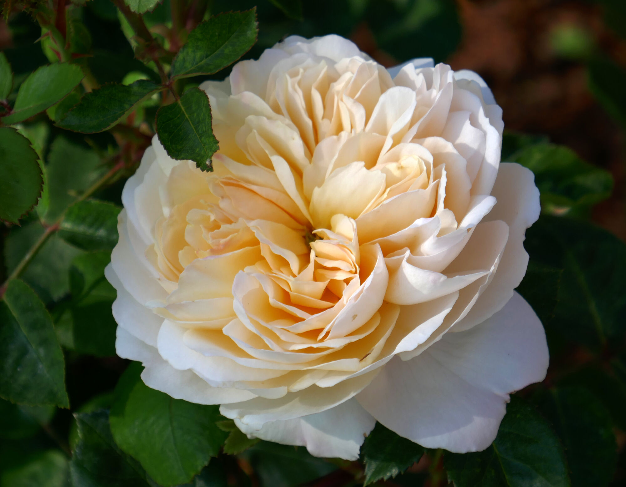 Роза Крокус Роуз (Rosa Crocus Rose) 11л